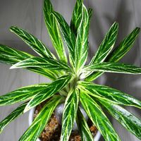 アグラオネマ,アグラオネマ ステノフィルム,アグラオネマ ホワイトバンブー,観葉植物,アグラオネマ属の画像