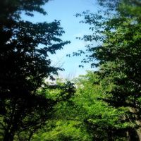 サクランボ,あおぞら,北海道神宮境内,札幌からの画像