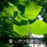 キュウリ,ベゴニア,ヤツデ,サルトリイバラ,キウイの葉の画像