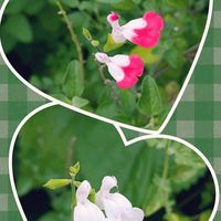 チェリーセージ,小さな公園,可愛い～ね♪,お出かけ先の画像