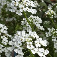 イベリス,花のある暮らし,愛媛県,庭の画像