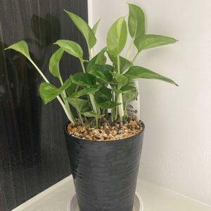 ポトス,成長記録,お風呂,PR,三ツ星品質モニターの画像