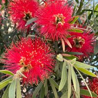 ブラシの木,ブラシの木,公園,花壇,ガーデニングの画像