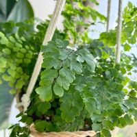 アジアンタム,観葉植物,インテリアグリーン,緑は癒し,リビング・ダイニングの画像