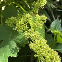 ブドウ,ブドウ,花壇,ガーデニング,つる性植物の画像