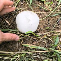 コンニャク,オニフスベ,ホコリタケ科 オニフスベ属,GS映え,家庭菜園の画像