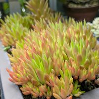爪蓮華,アロマティカス,だるま秀麗,寄せ植えの可愛い子ちゃん,何か伸びてきたの画像