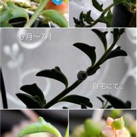 斑入りグリーンネックレス,ドルフィンネックレス,備忘録,自宅にての画像