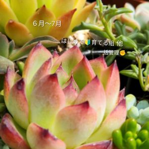 エケベリア,多肉植物,多肉植物寄せ植え,備忘録,軒下の画像