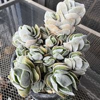 アイボリーパゴダ,多肉植物,クラッスラ属,クラッスラ,ベンケイソウ科の画像