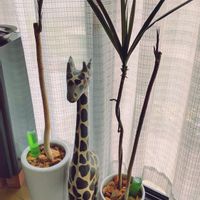 ドラセナ・コンシンネの画像