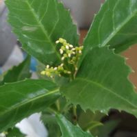 センリョウ,世界平和,被災地にエールを…。,こんな時こそ花を,森の負けないぞ❗️の画像