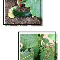 キュウリ,山椒,野村モミジ,レックスベゴニア,ネグランドカエデ・フラミンゴの画像
