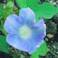 ストレプトカーパス,バラ、薔薇、ばら,ミニアサガオ,花壇,今日のお花の画像