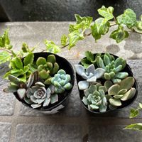 多肉植物,多肉ちゃん,葉挿しっ子,川場田園プラザ,ありがとうーねー☺️の画像