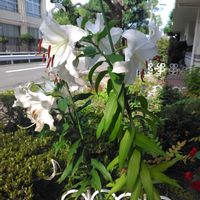 テッポウユリの画像