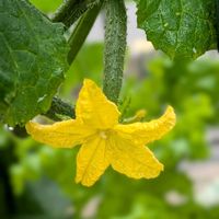 キュウリ,キュウリ,胡瓜,ランチ。,黄色い花の画像