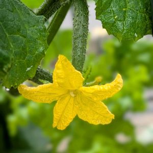 キュウリ,キュウリ,胡瓜,ランチ。,黄色い花の画像
