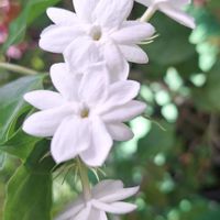 マツリカ,アラビアンジャスミン,マダガスカルジャスミン,白い花,白い水曜日♡の画像