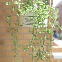 ビアホップ ,ドルフィンネックレス,多肉植物,多肉初心者,癒されるの画像