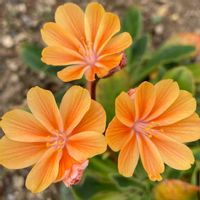 レウィシア,季節のお花,花好き,庭の画像