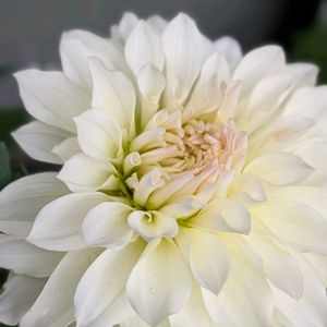 ダリア,鉢植え,軒下,庭の画像