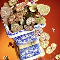 ハートカズラ,ルビーネックレス,iPhone撮影,スマホ撮影,ネックレスの日の画像