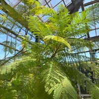エバーフレッシュ,菱(ひし),ジャカランダ,ジャカランダ,8日は葉っぱの発表会の画像