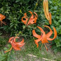 クロユリ,オニユリ (鬼百合),いつもの通り道,畑地の画像