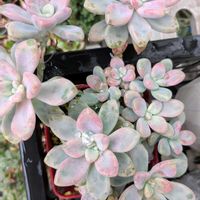 花木,植木鉢,花いろいろ,バラと夢CLUB,おうち園芸の画像