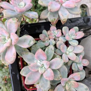 花木,植木鉢,花いろいろ,バラと夢CLUB,おうち園芸の画像