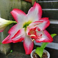 アマリリス,アマリリス,ヤブカンゾウ,新幹線ドクターイエロー,鉢植えの画像