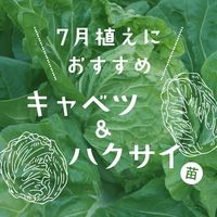 キャベツ,白菜,カネコ種苗の画像