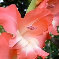 アリッサム,グラジオラス,キバナコスモス,地植え,ガーデニングの画像