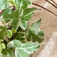 アイビー,花のある暮らし,緑のある暮らし,斑入り葉っぱ,8日は葉っぱの発表会の画像