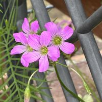 カタバミ,かわいい,花のある暮らし,いやし♡,小さな庭の画像