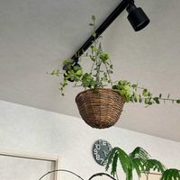 ディスキディアの画像