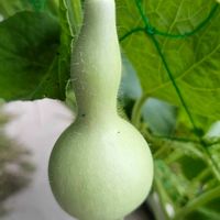 ヒョウタンの画像