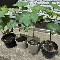 ワタ,植物のある暮らし,ほしつながり,たいせつななかま♡,ＧＳは笑顔で⭐️の画像