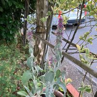 ラムズイヤーの画像