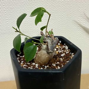ガジュマル,観葉植物,植え替え,ジャングル化計画,フィカス属の画像