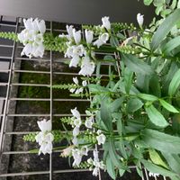 ハナトラノオの画像