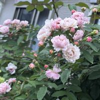 つるバラ コーネリア,ピエールドロンサール,ガーデニング,つるバラ,花のある暮らしの画像