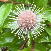 ポポー,シマタニワタリノキ,京都府立植物園の画像