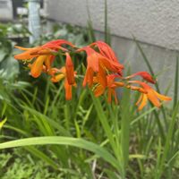 クロコスミア,ヒメヒオウギズイセン,モントブレチア,放置栽培,神奈川県の画像