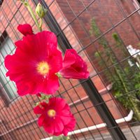 とうもろこし,アスパラガス,アベリア,なんだろう？,キュウリの花の画像