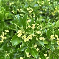 マサキ,我が家のシンボルツリー,樹木の花,庭の画像