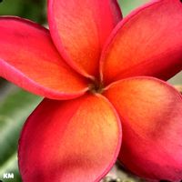 プルメリア,フランジパニ,Plumeria,Frangipani,Jean Moragne Jrの画像