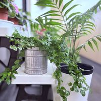 テーブルヤシ,プミラ,ピレア サンパウロ,観葉植物,ハンギングの画像