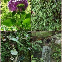 ユキノシタ,ハイゴケ,紫陽花 アジサイ あじさい,山道,参道の画像